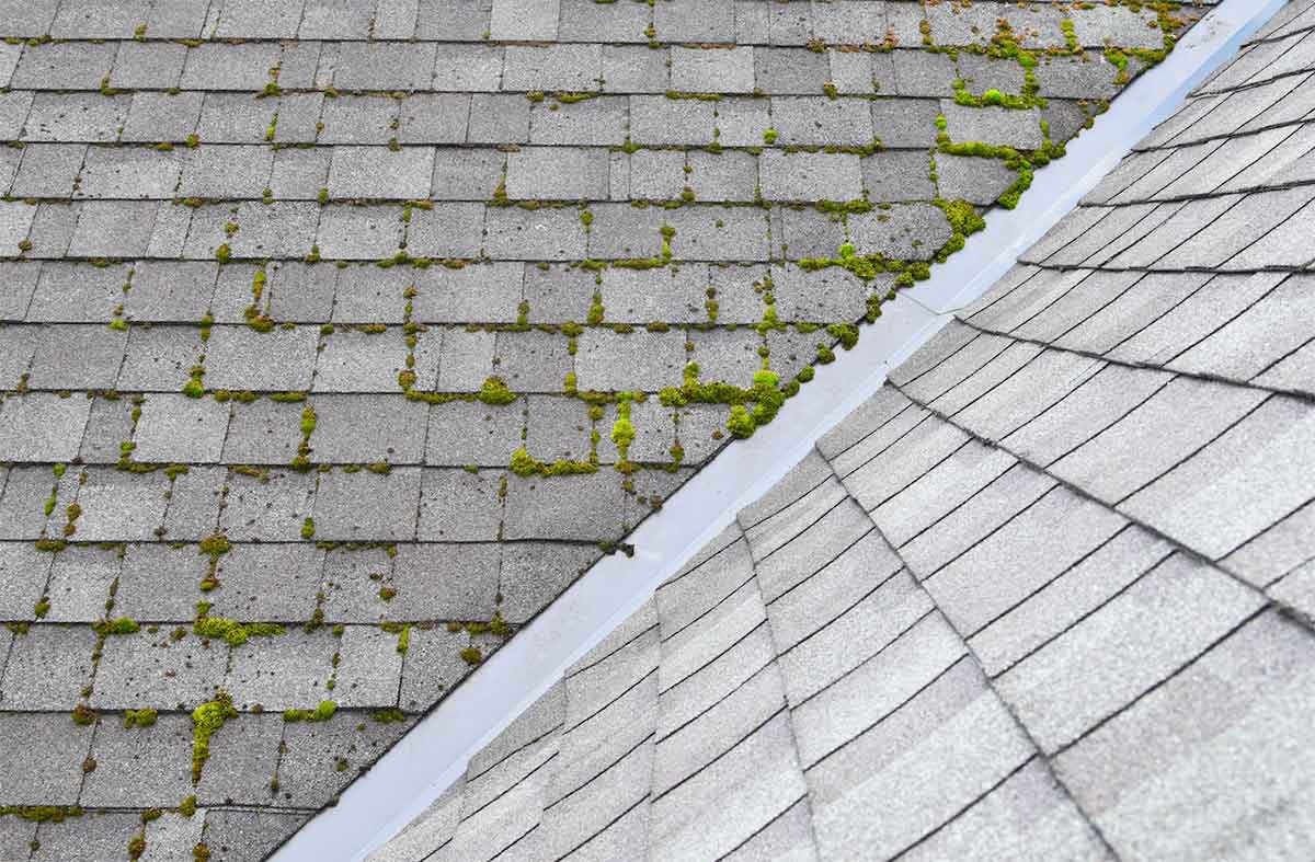 When Is the Best Time to Remove Moss from a Roof in Washington?
