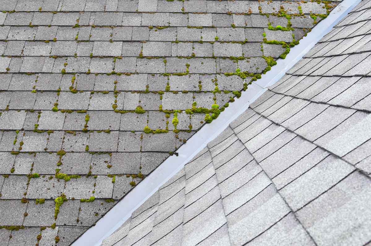 Roof Moss Removal: How to Kill Roof Moss at the Roots